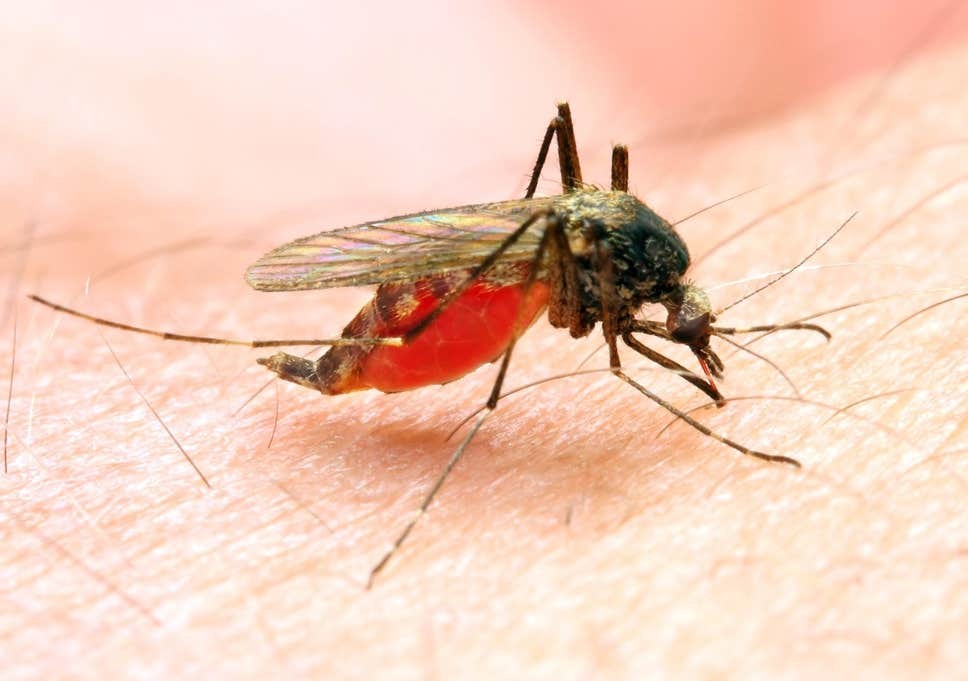 dengue-affects-more-people-in-bara-parsa